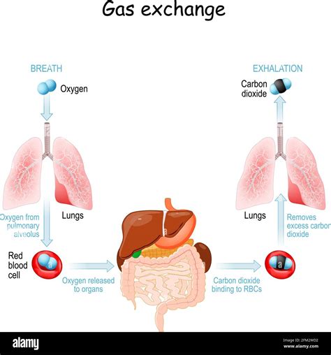 Intercambio De Gas En El Cuerpo Humano Respiración O Respiración Ciclo De Transporte De