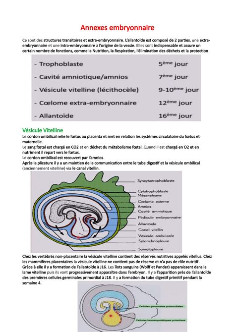 SOLUTION Annexes Embryonnaire Studypool