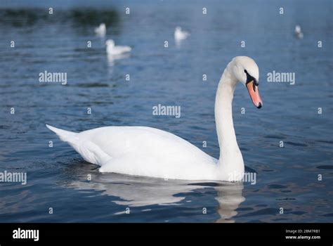 Mute Swan Swans In The Serpentine Lake Hyde Park London W2 2UH Stock