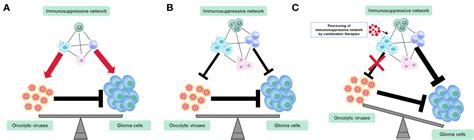 Frontiers Immunosuppressive Cells In Oncolytic Virotherapy For Glioma