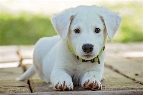 La Preuve Que Le Chien Est Le Meilleur Ami De L Homme Depuis Presque