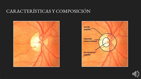 El Punto Ciego Del Ojo Disco óptico O Papila óptica Youtube