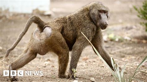 baboons prop  barrels  escape texas research centre bbc news