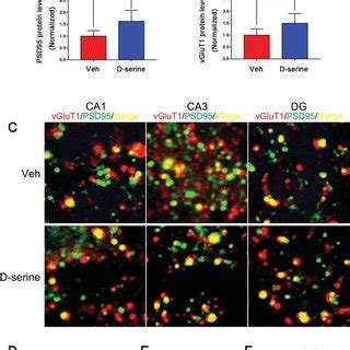 D Serine Administration Restored The Number Of Glutamatergic Synapses