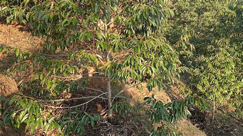 Rintisan Kebun Durian Bawor Musim Sdh Pruning Musang King Pendek