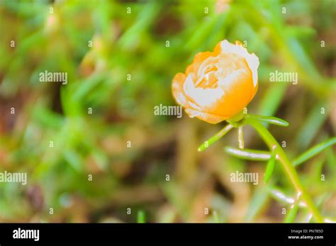 Beautiful Yellow Portulaca Oleracea Flower Also Known As Common