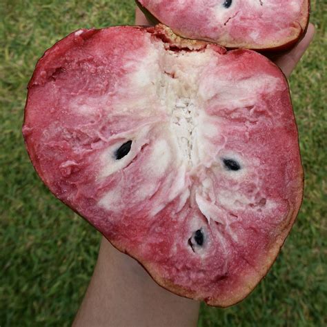 Red Custard Apple