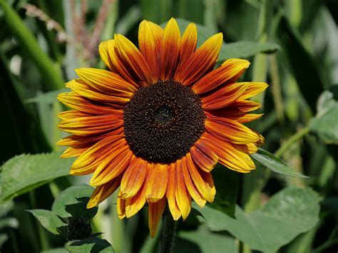 Indian Blanket Sunflowers | Heavenly Seed