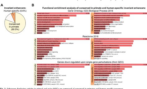 Figure 1 from The evolution of Great Apes has shaped the functional ...