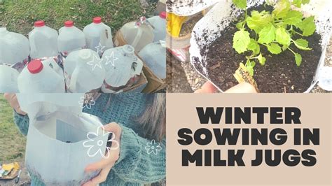 Winter Sowing Milk Jugs Starting Seeds In Milk Jugs Youtube