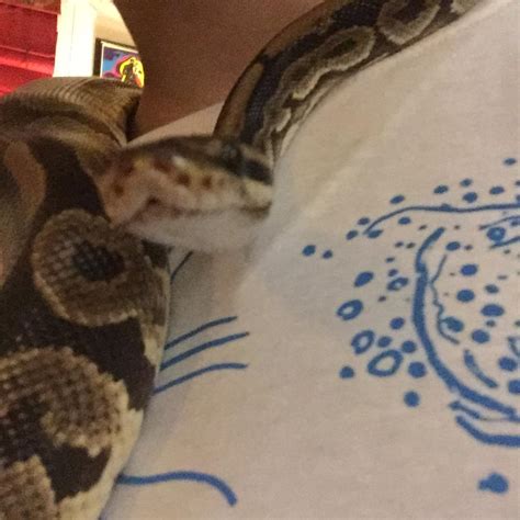 Snek Does A Heckin Boop Rsneks