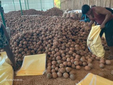 A Grade Pollachi Fully Husked Coconut At Rs 32 Kg In Pollachi ID