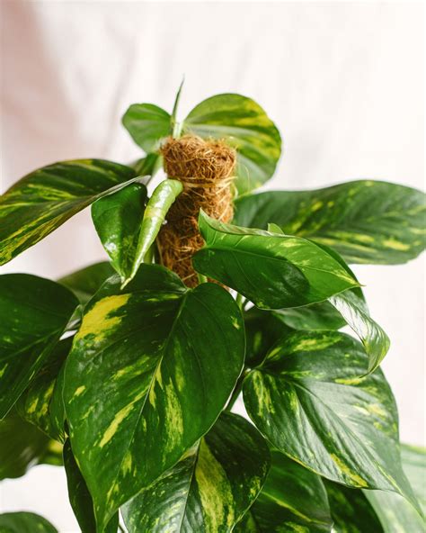 Epipremnum aureum pothos xl Nature Découvertes