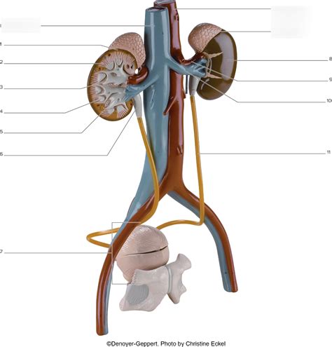 Model Of Urinary System Labeling Diagram Quizlet