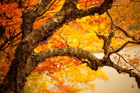 Seasons Autumn Trunk Tree Branches HD Wallpaper Rare Gallery