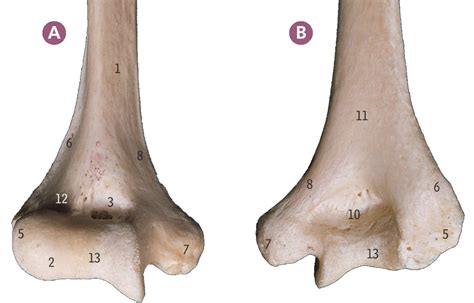 Lateral Supracondylar Ridge Of Humerus