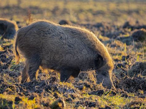 Wild Boar Sus Scrofa Common Wild Or Eurasian Wild Pig In Nature They