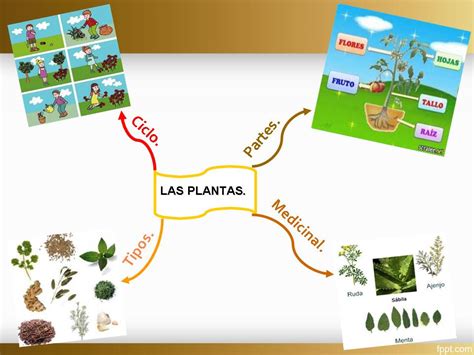 Mapa Conceptual De Las Plantas Medicinales Kulturaupice Images And