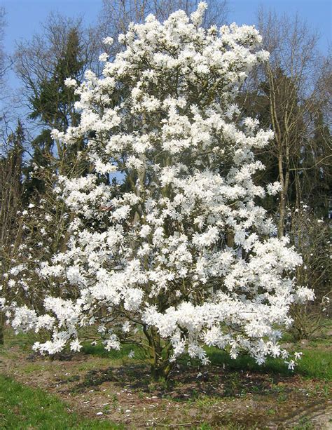 Magnolia Stellata Royal Starmagnolia étoilé Royal Star Les