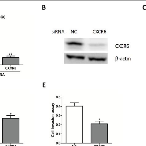 Knockdown Of Cxcr Suppresses Hcc Cell Growth A B Relative Mrna A