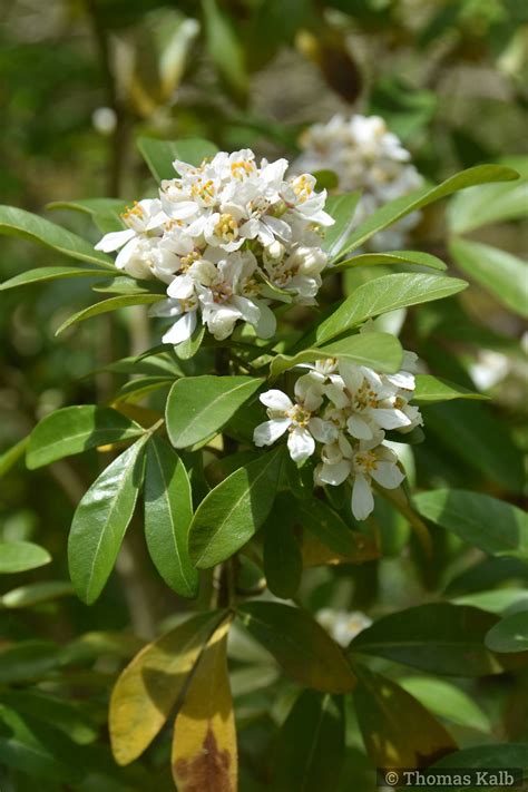 Choisya Ternata Urzeitwald Waldhilsbach