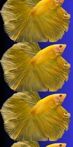 Female Betta Fish! Discover the Betta Breeding I Fishesorb ในปี 2024