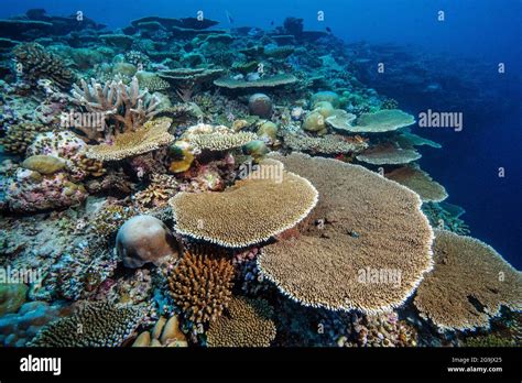 Intact coral reef with living stony corals (Scleractinia), Pacific Ocean Stock Photo - Alamy