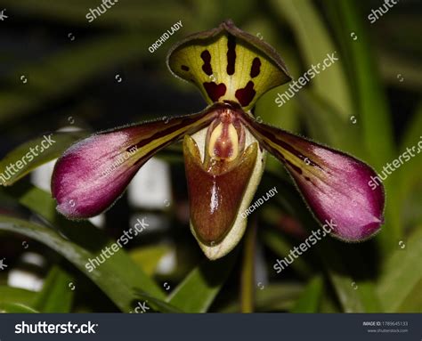 Photo Beautiful Purple Orchid Species Known Stock Photo 1789645133 | Shutterstock