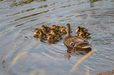 Mallard Ducks On The Mingo Photograph By Glyn Williams Fine Art America