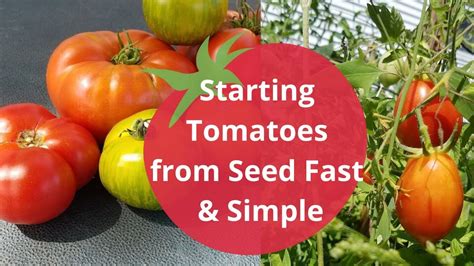 Starting Tomatoes From Seed Quick And Easy Youtube