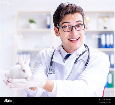 The Vet Doctor Examining Rabbit In Pet Hospital Stock Photo Alamy