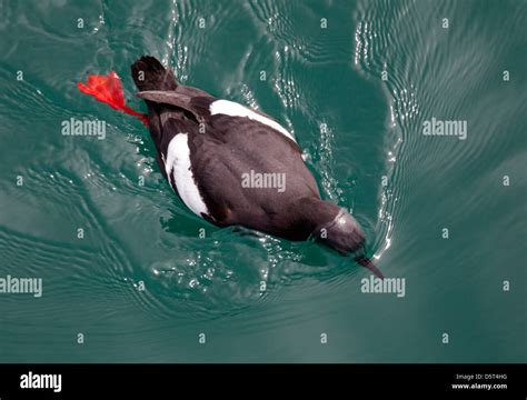 Pigeon Guillemot Peering Underwater Stock Photo Alamy