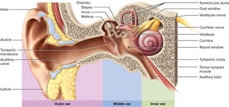 Lab Special Sense Organs Eye And Ear Flashcards Quizlet