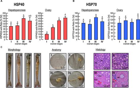 Frontiers Heat Shock Protein Hsp In Pacific White Shrimp