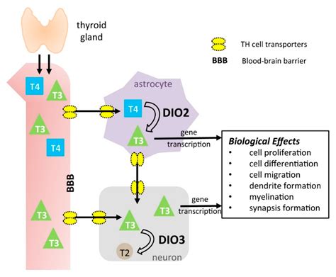 Ijms Free Full Text The Type 3 Deiodinase Epigenetic Control Of