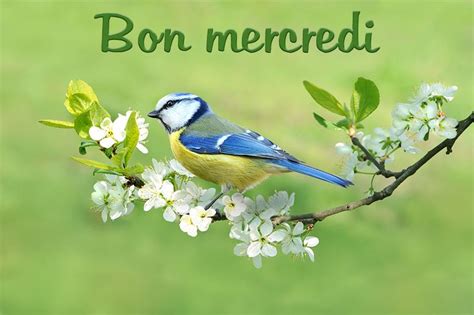 Cartes Virtuelles Bon Mercredi Joliecarte Carte Anniversaire