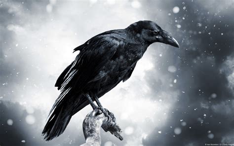 Download Snowfall Bird Animal Raven Hd Wallpaper