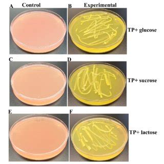 Lb Agar Plate Recipe Besto Blog