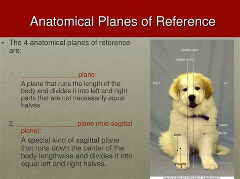 Ppt Anatomical Planes Of Reference Powerpoint Presentation Free