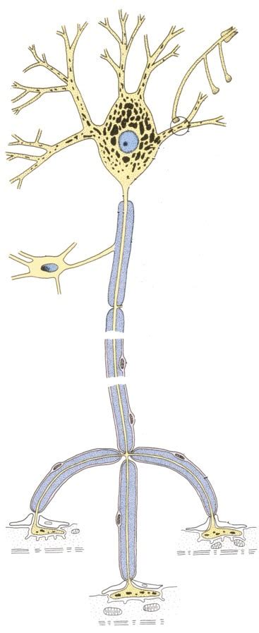 Neuron structure Diagram | Quizlet