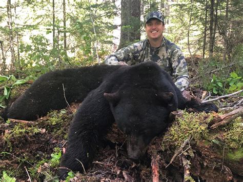 Bc Black Bear Hunts Black Bear Bow Hunting In British Columbia Canada