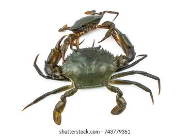 Scylla Serrata Big Crab Use Claw Stock Photo 743779351 | Shutterstock