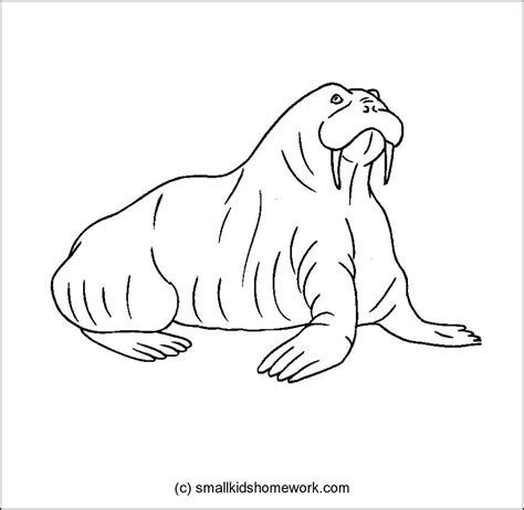 Walrus Drawing at GetDrawings | Free download