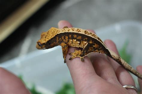 Partial Pinstripe Crested Gecko By Gecko Garden Morphmarket