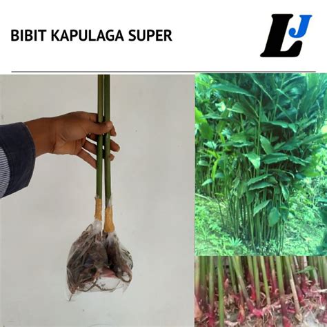 Jual Bibit Kapulaga Kelas Unggul Buah Kapulaga Sebesar Kopi Shopee