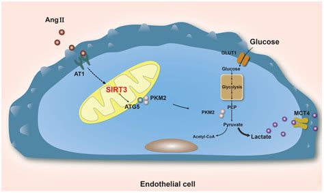 Biology Free Full Text Sirtuin Mediated Cellular Metabolism Links