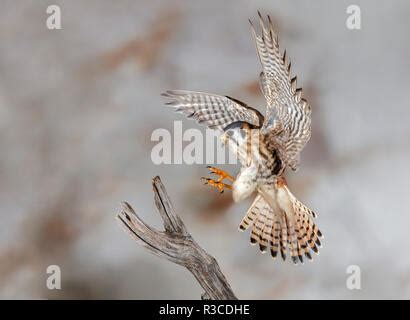 A Female American Kestrel Falco Sparverius On The Glove Of A Falconer