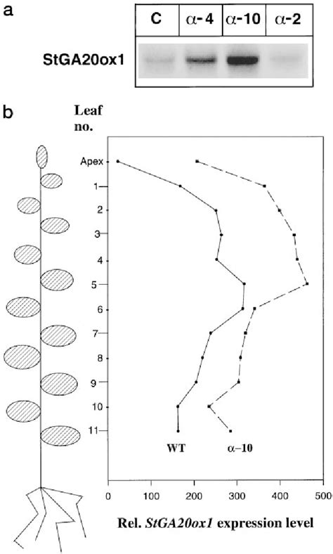 Figure From Regulation Of Transcript Levels Of A Potato Gibberellin