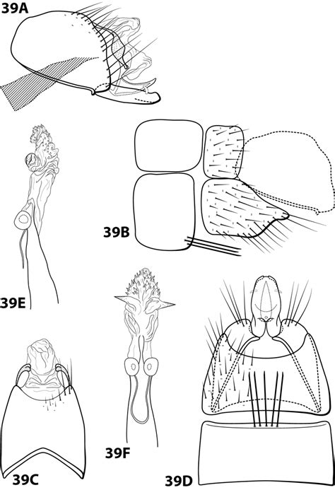 Leucotrichia Sarita Ross 1944 Inhs22339 Male Genitalia A Segments Download Scientific