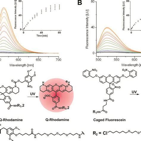 Schematic Representation Of Live Cell Dual Color Photoactivation Of